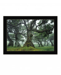 Enchanted Forest I 1 Black Framed Print Wall Art